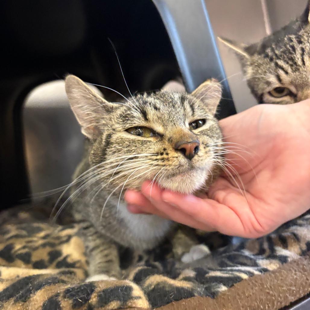 Enlarge Cherry, a Adoptable Domestic Short Hair in Spokane, WA image 6/6