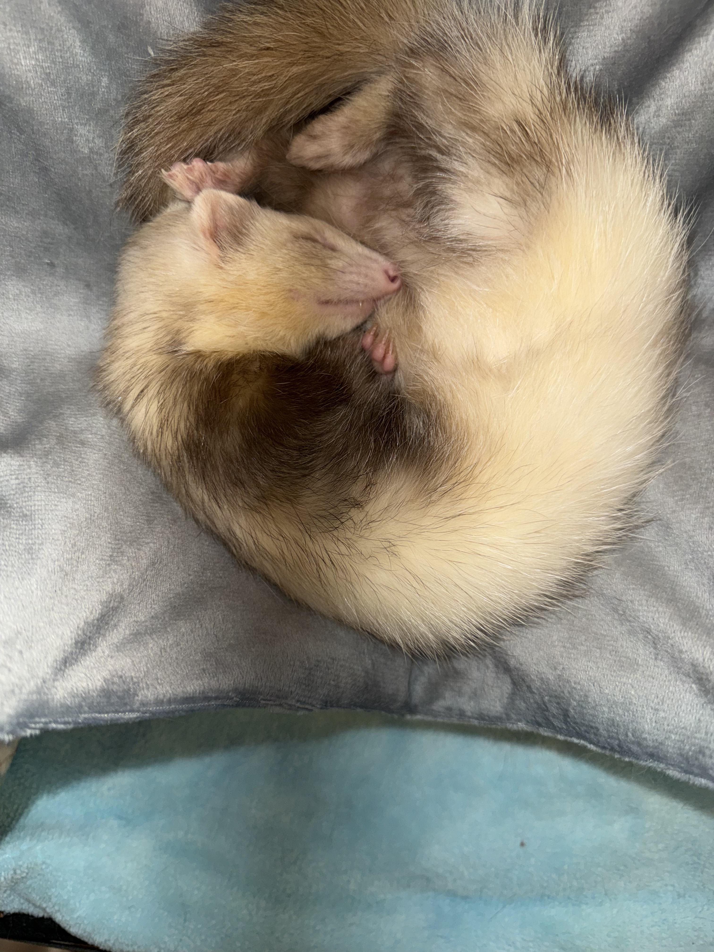 Kitty, an adopted Ferret in Bethel, OH image 2/2