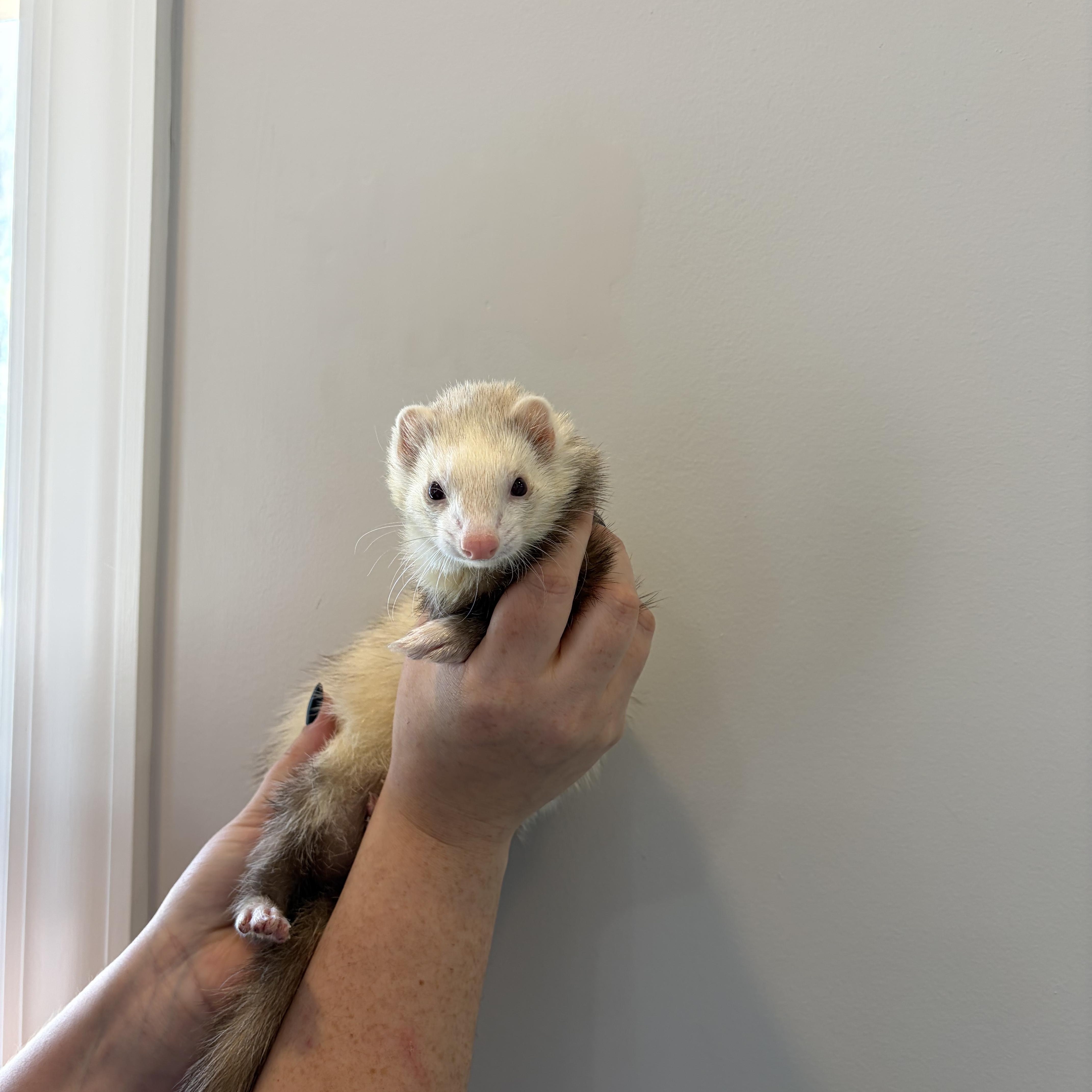 Kitty, an adopted Ferret in Bethel, OH image 1/2