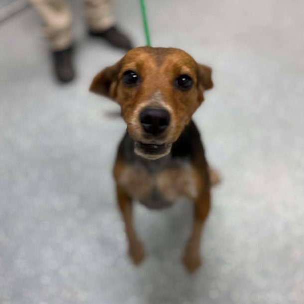 Enlarge Bailey, a ADOPTABLE Beagle in Bardstown, KY image 4/5