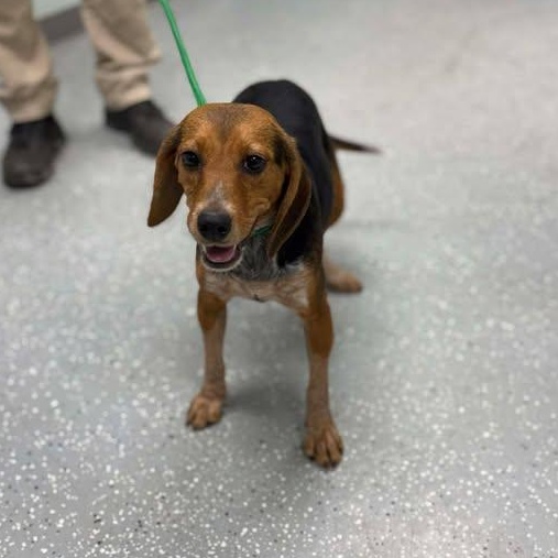 Enlarge Bailey, a ADOPTABLE Beagle in Bardstown, KY image 3/5