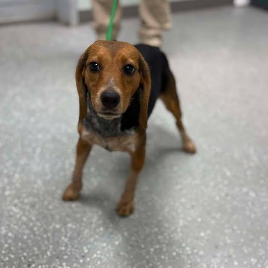 Enlarge Bailey, a ADOPTABLE Beagle in Bardstown, KY image 2/5