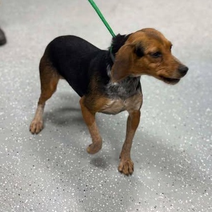 Enlarge Bailey, a ADOPTABLE Beagle in Bardstown, KY image 5/5