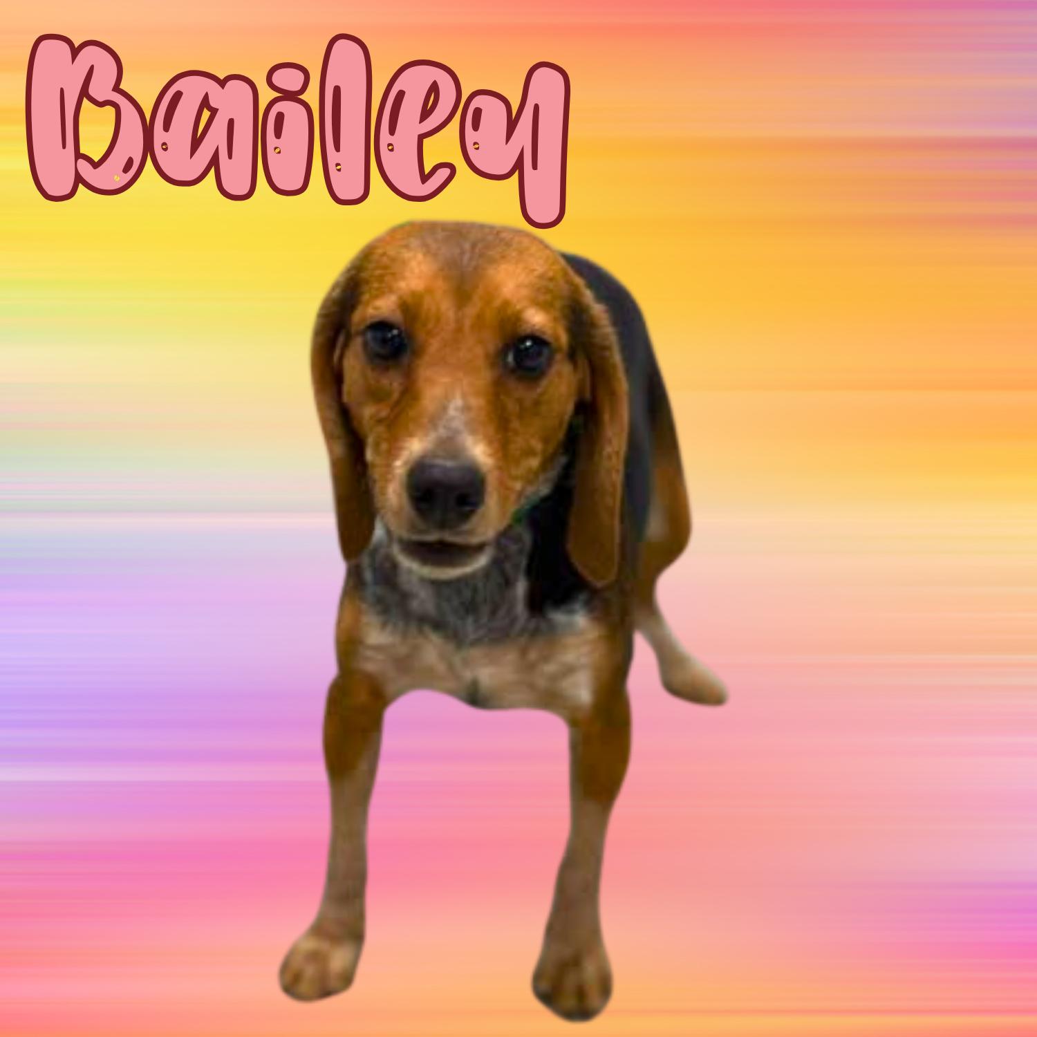 Bailey, ADOPTABLE, Puppy Female Beagle.