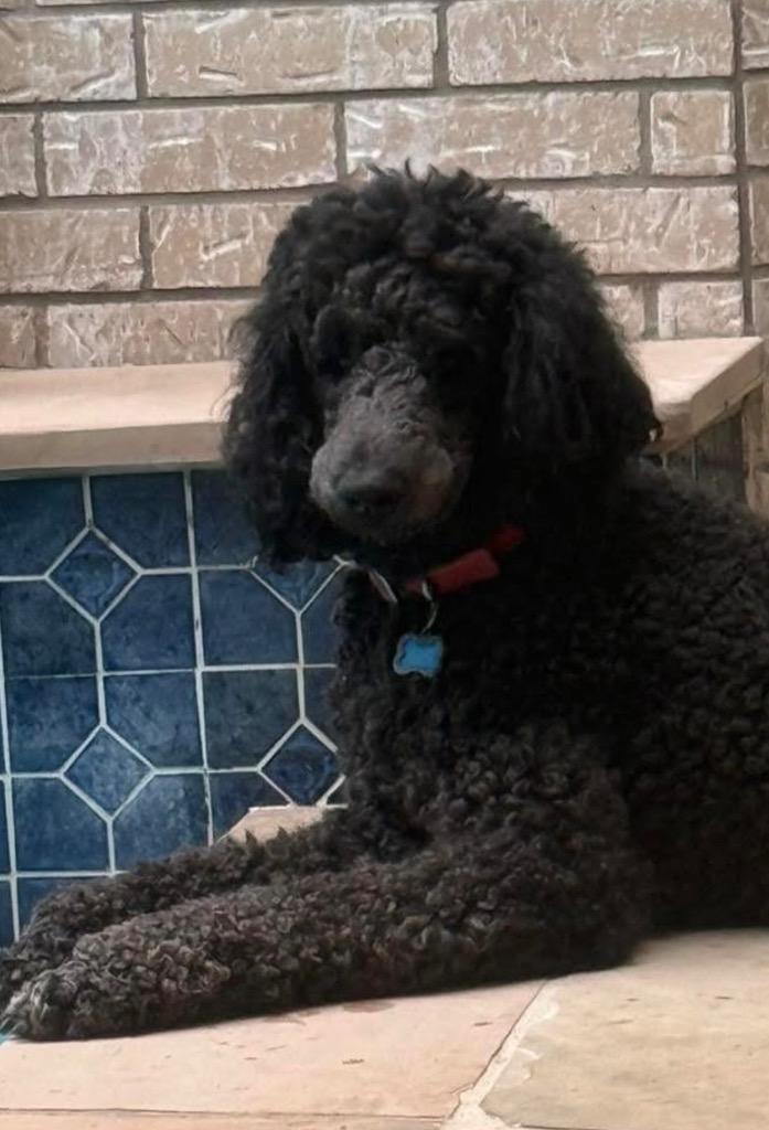 Enlarge Cogsworth, a Adopted Poodle in CONROE, TX image 1/1