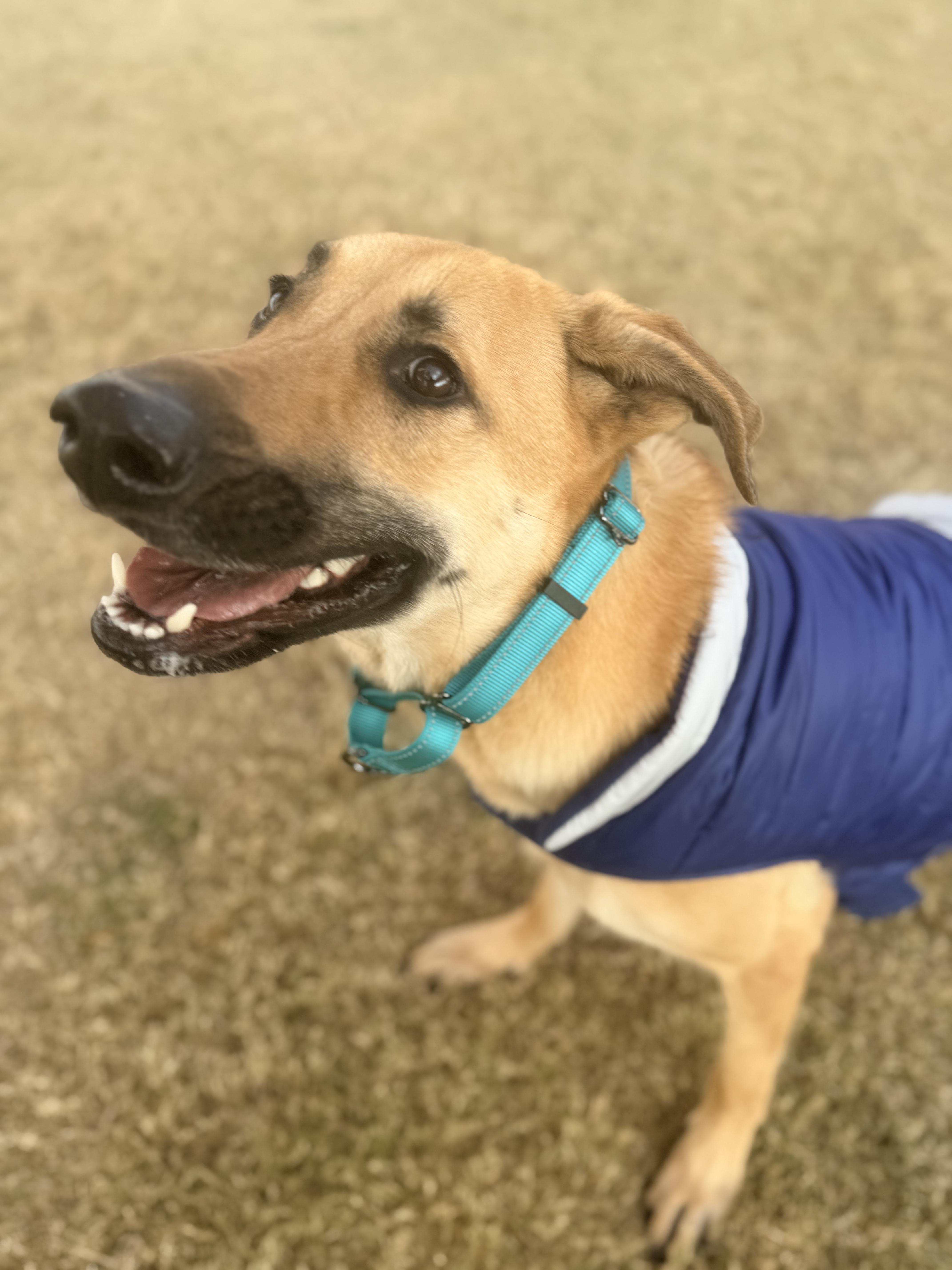 Enlarge Jack, a Adoptable mixed breed in Allen, TX image 4/6