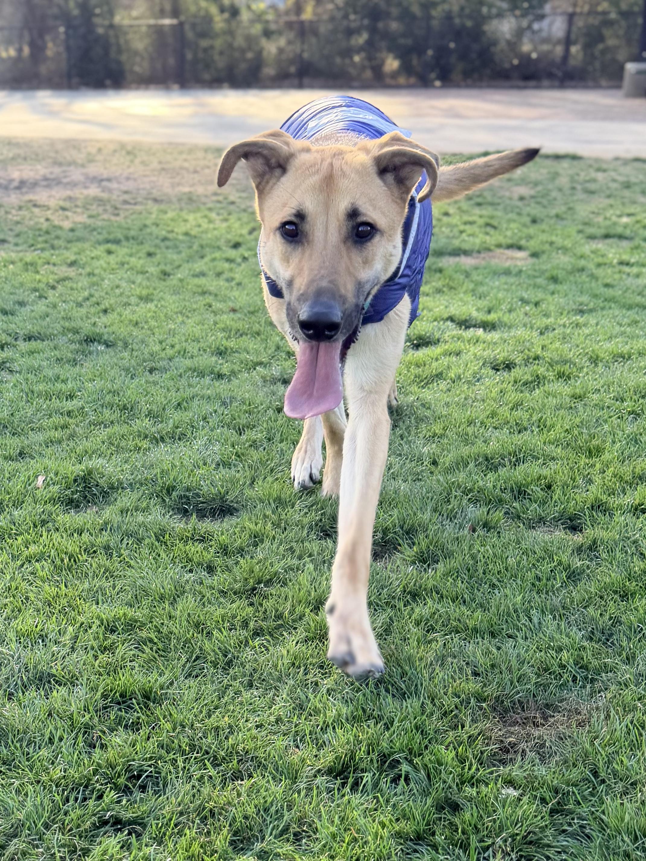 Enlarge Jack, a Adoptable mixed breed in Allen, TX image 3/6