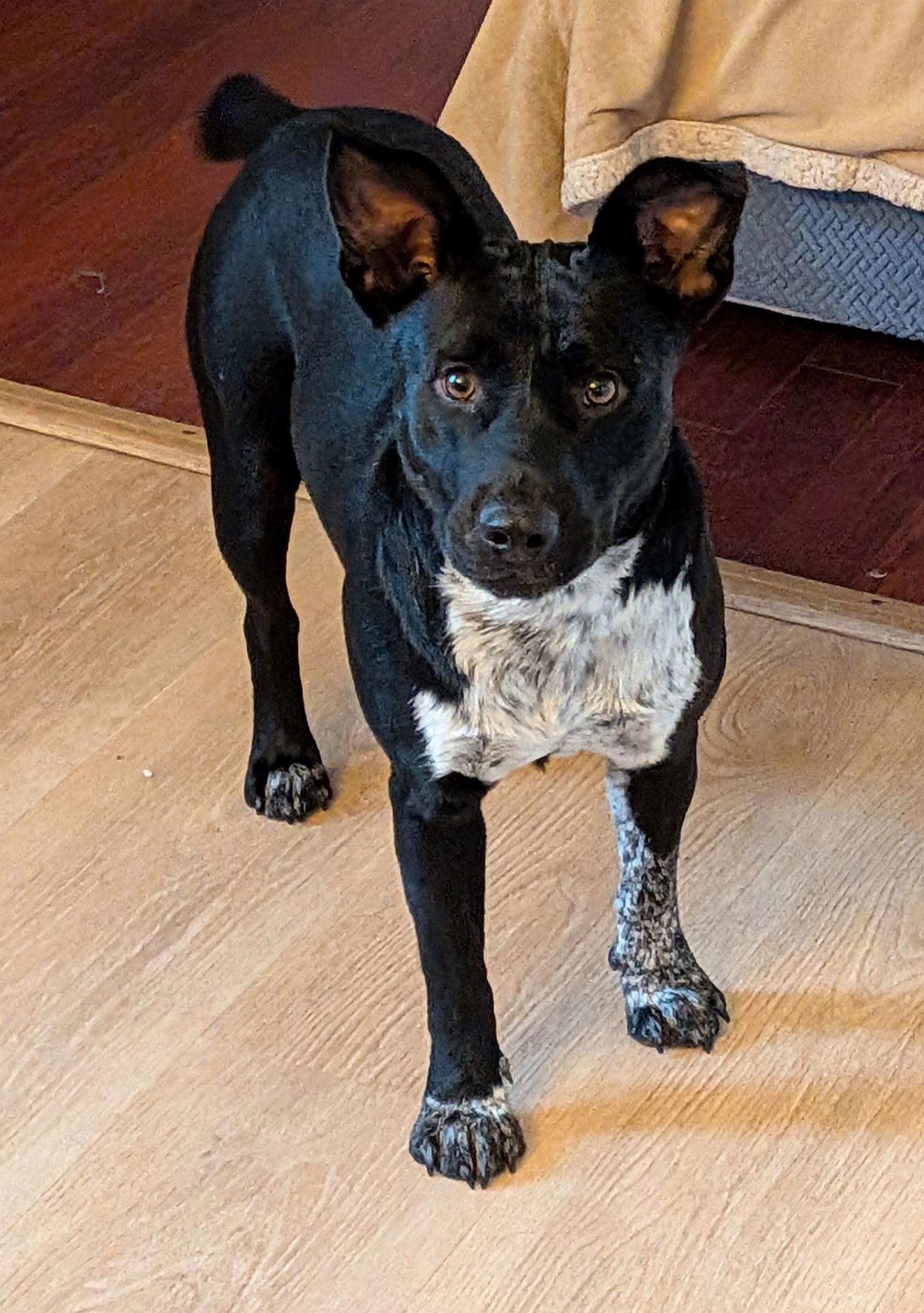 Enlarge Noah, a Adoptable mixed breed in Blackwood, NJ image 1/3