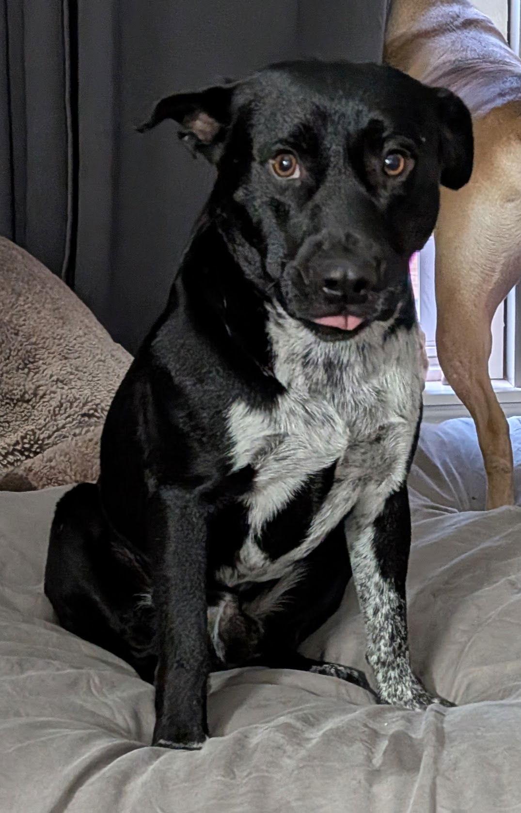 Enlarge Noah, a Adoptable mixed breed in Blackwood, NJ image 2/3