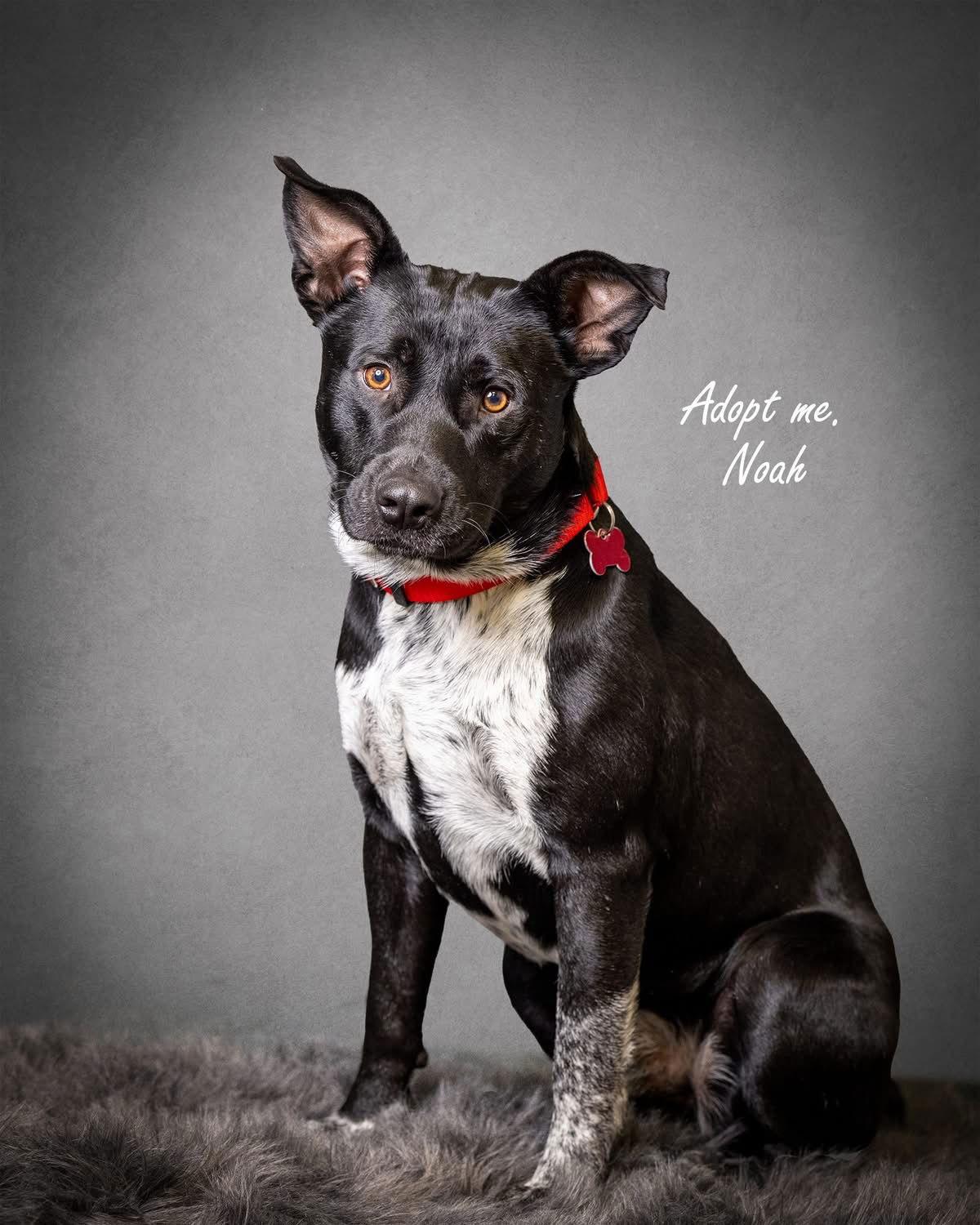 Noah, Adoptable, Adult Male Border Collie & Cattle Dog.