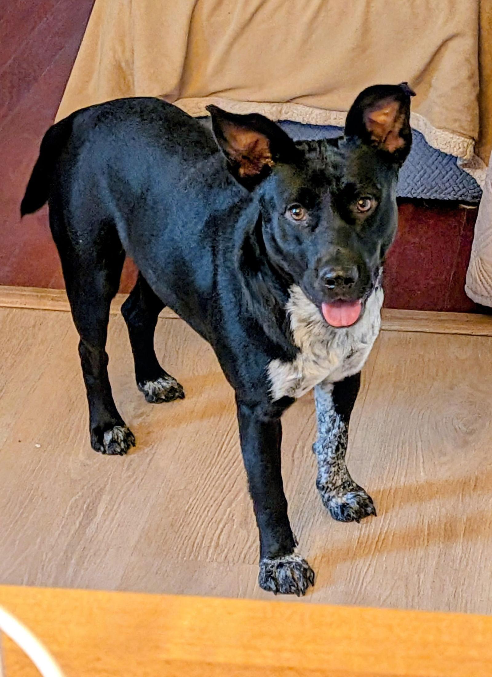 Enlarge Noah, a Adoptable mixed breed in Blackwood, NJ image 3/3