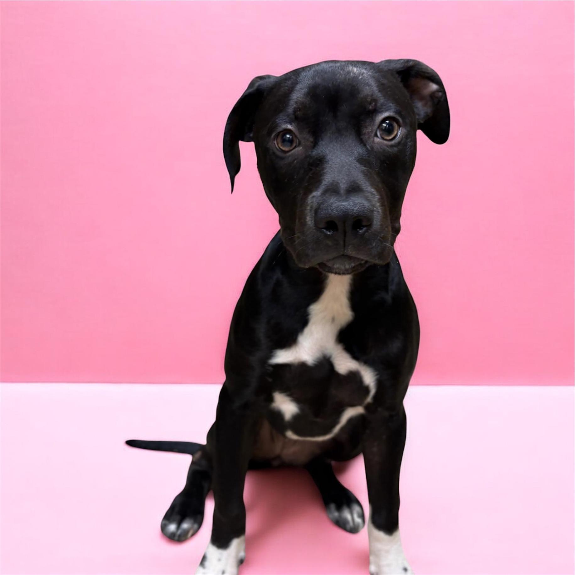 Enlarge Allie, an adopted mixed breed in Lebanon, TN image 1/1