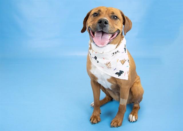 AIYRAH, Adoptable, Adult Female Pit Bull Terrier & Mixed Breed.