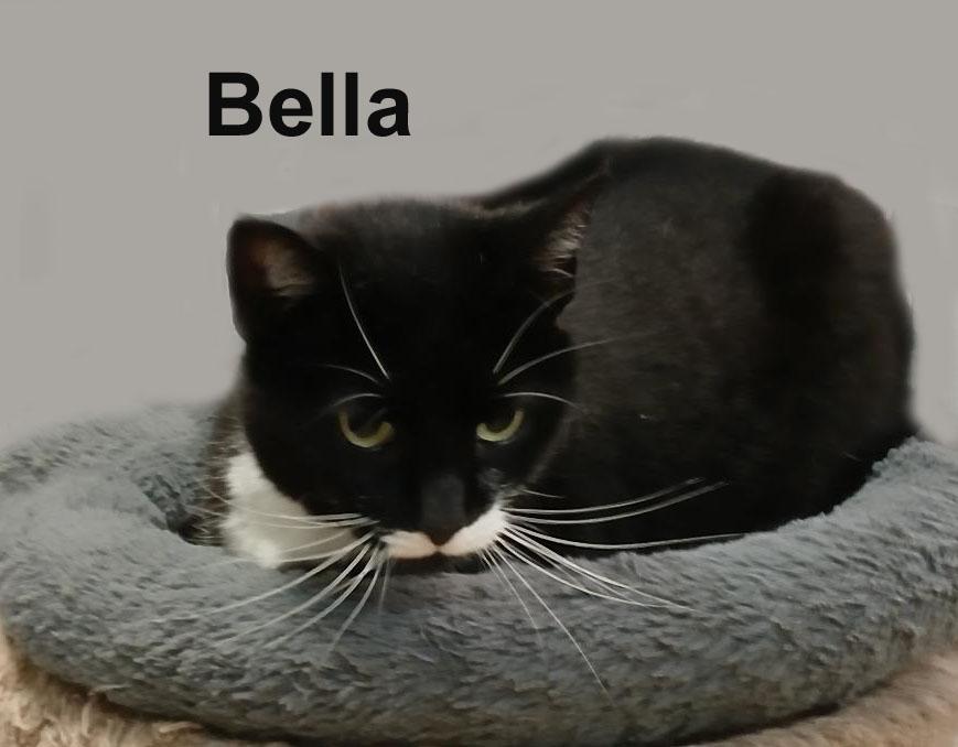 Enlarge Bella Lav.-Gra. (friendly and loving), an adopted Domestic Short Hair in Stowe, PA image 2/3