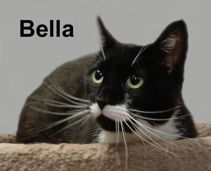 Bella Lav.-Gra. (friendly and loving), adopted, Adult Female Domestic Short Hair.