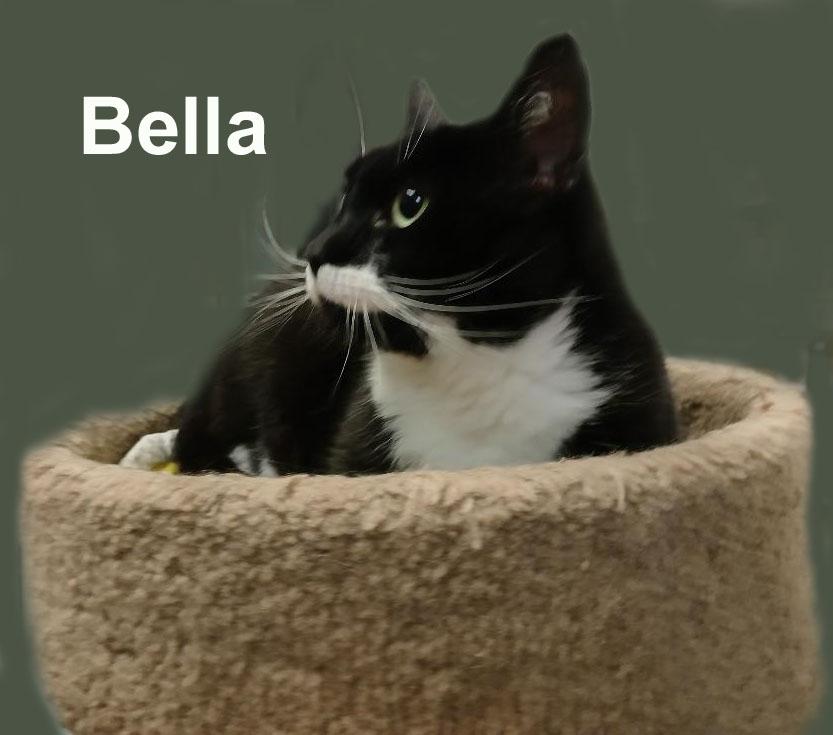 Enlarge Bella Lav.-Gra. (friendly and loving), an adopted Domestic Short Hair in Stowe, PA image 3/3