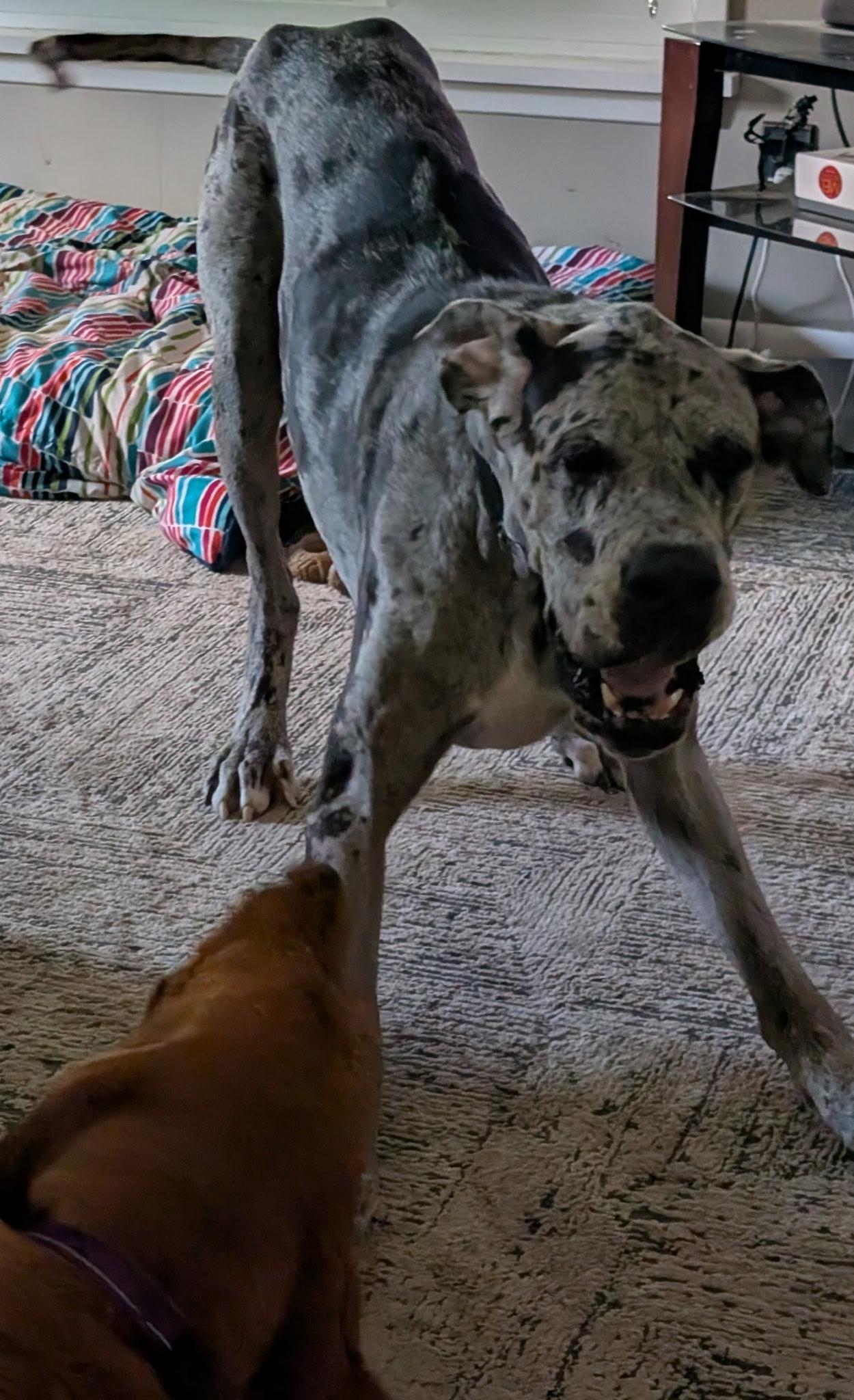 Enlarge Doug, a ADOPTABLE Great Dane in Cleveland, OH image 6/6