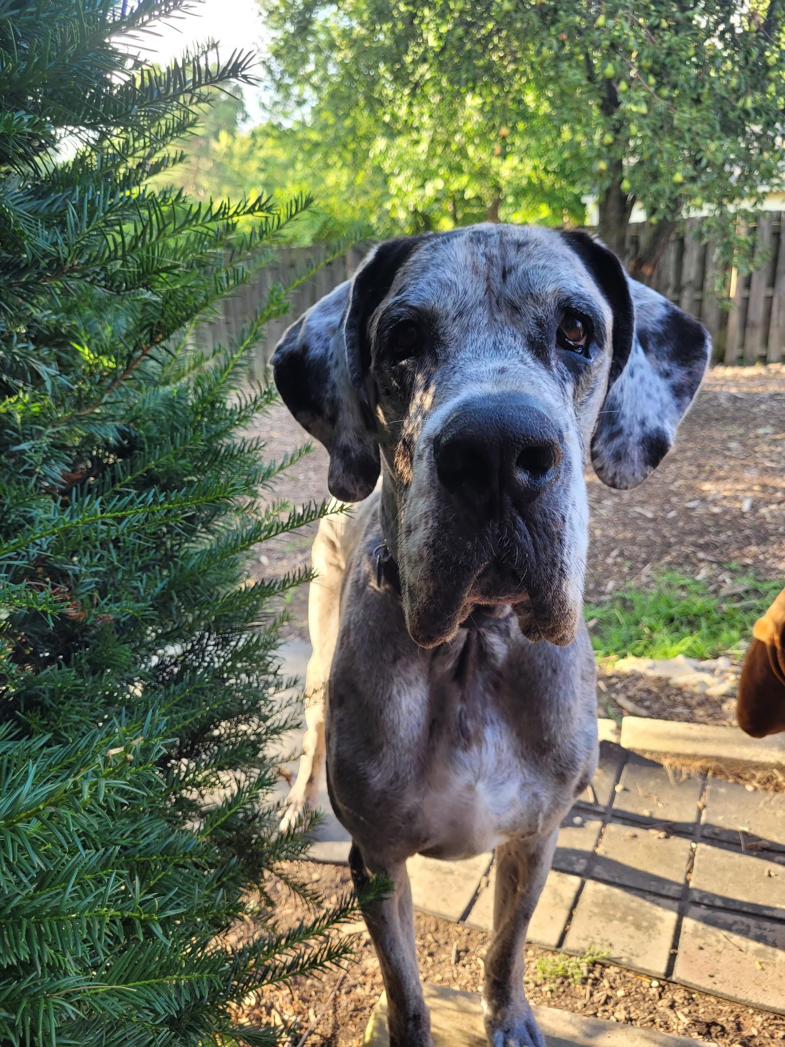Enlarge Doug, a ADOPTABLE Great Dane in Cleveland, OH image 1/6