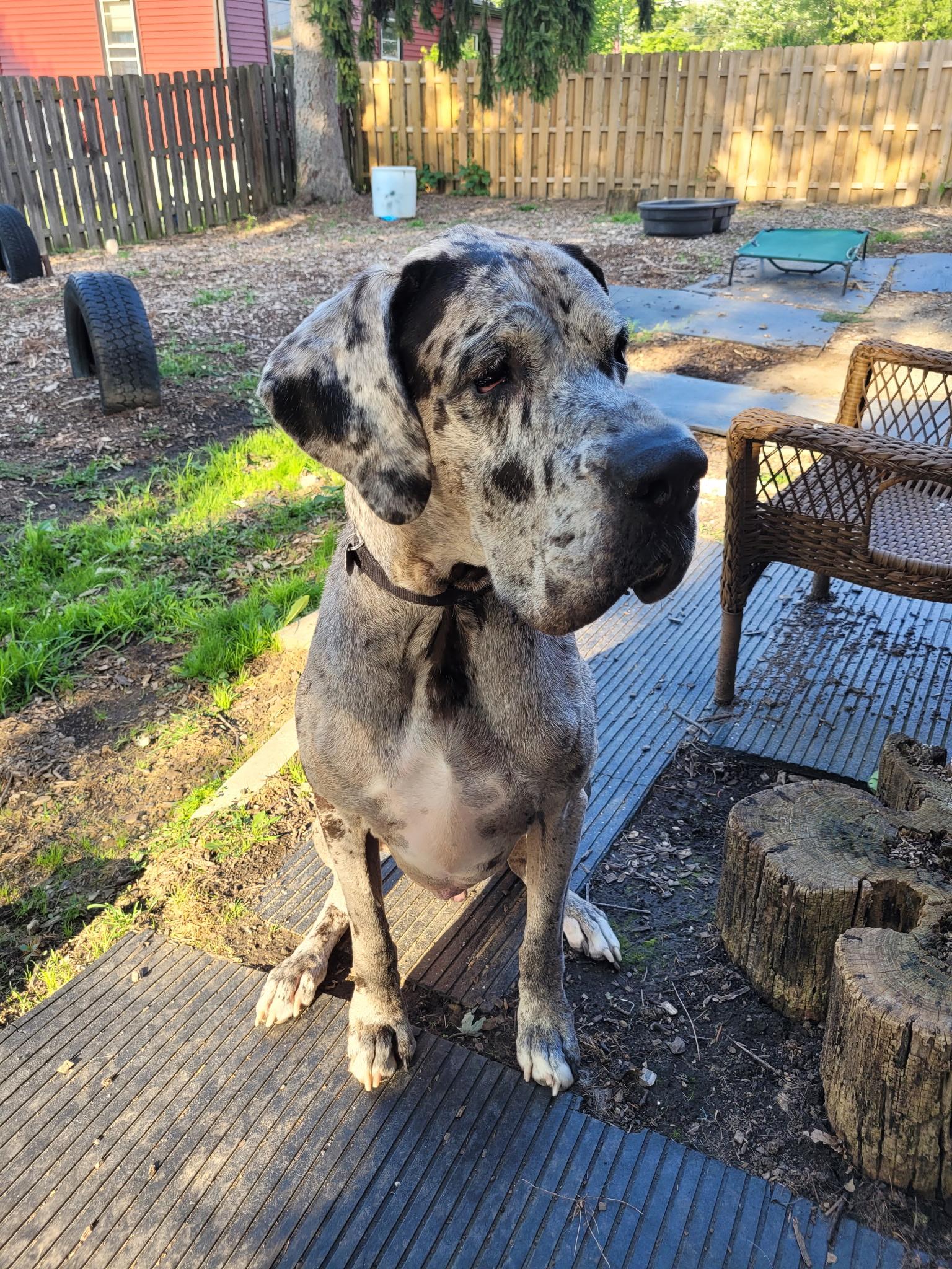 Enlarge Doug, a ADOPTABLE Great Dane in Cleveland, OH image 4/6