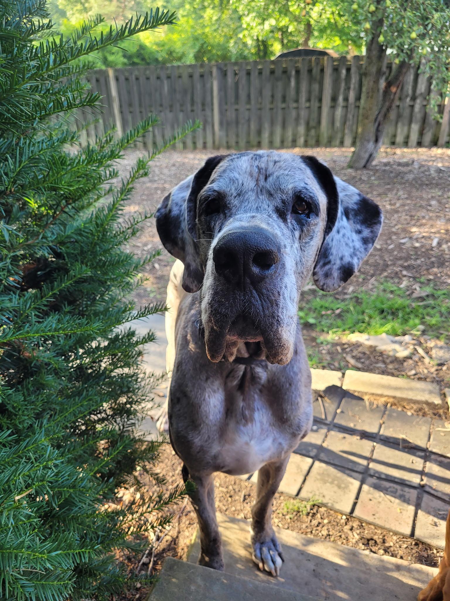 Enlarge Doug, a ADOPTABLE Great Dane in Cleveland, OH image 2/6