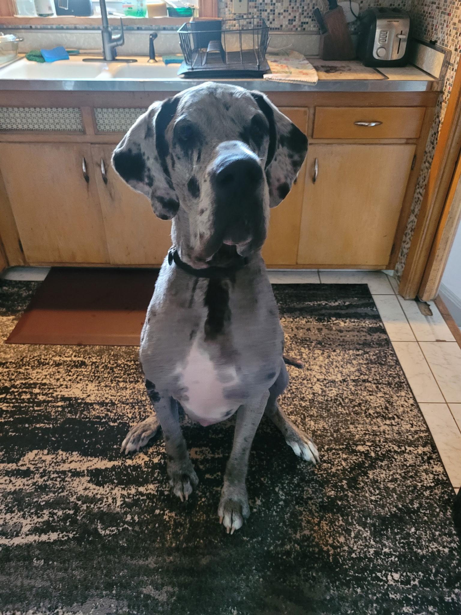 Enlarge Doug, a ADOPTABLE Great Dane in Cleveland, OH image 5/6