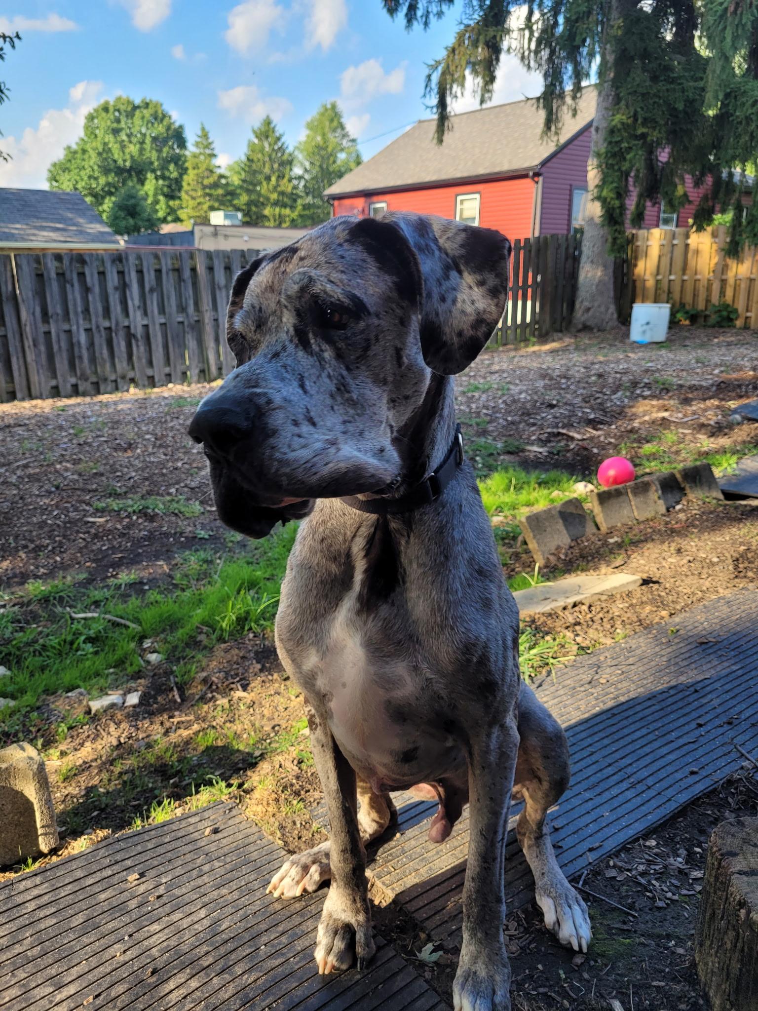 Enlarge Doug, a ADOPTABLE Great Dane in Cleveland, OH image 3/6
