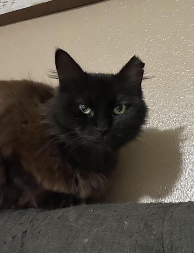 Kaiyah, Young Female Domestic Medium Hair