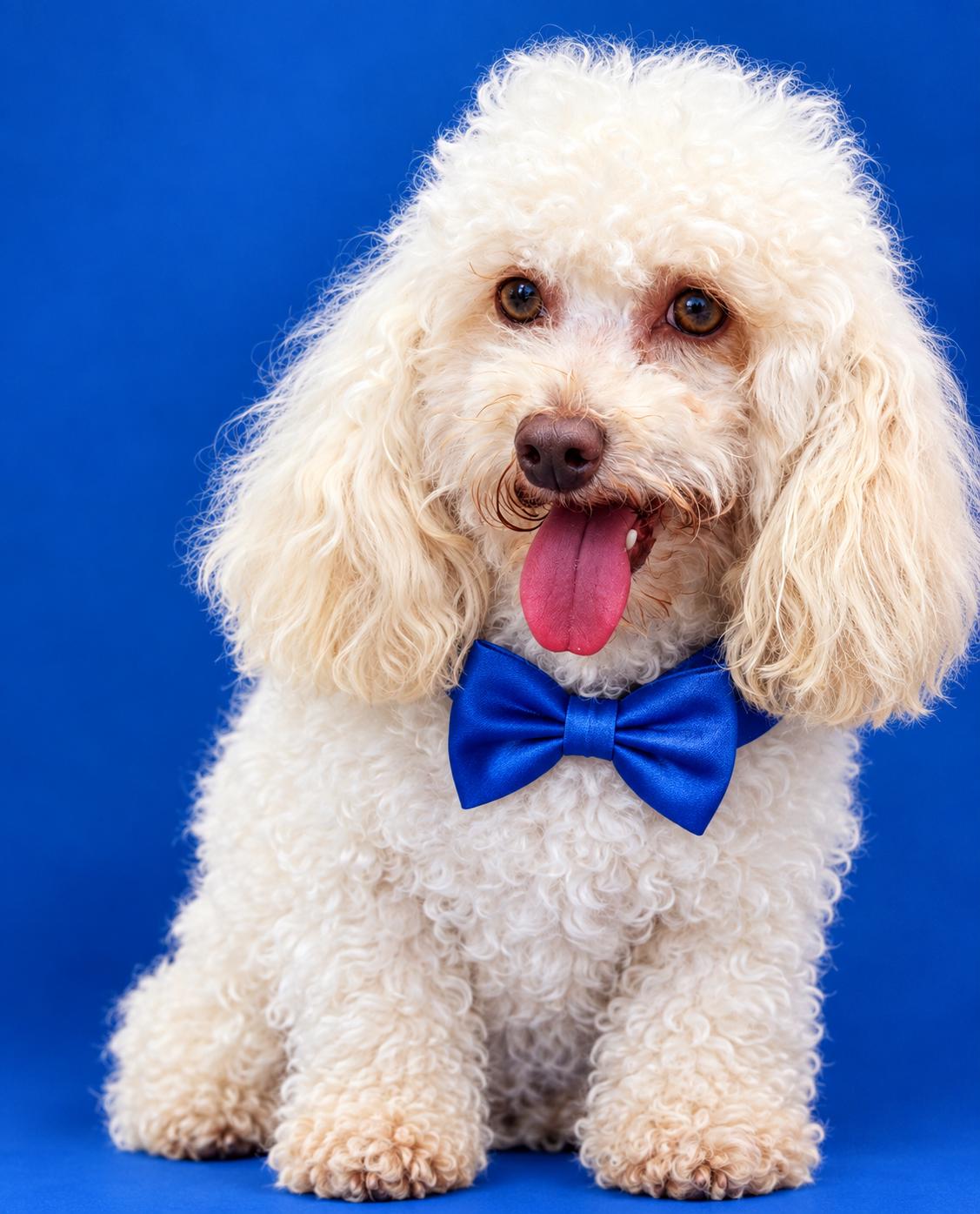 Enlarge Bear, a Adoptable Poodle (Toy) in North Augusta, SC image 3/3
