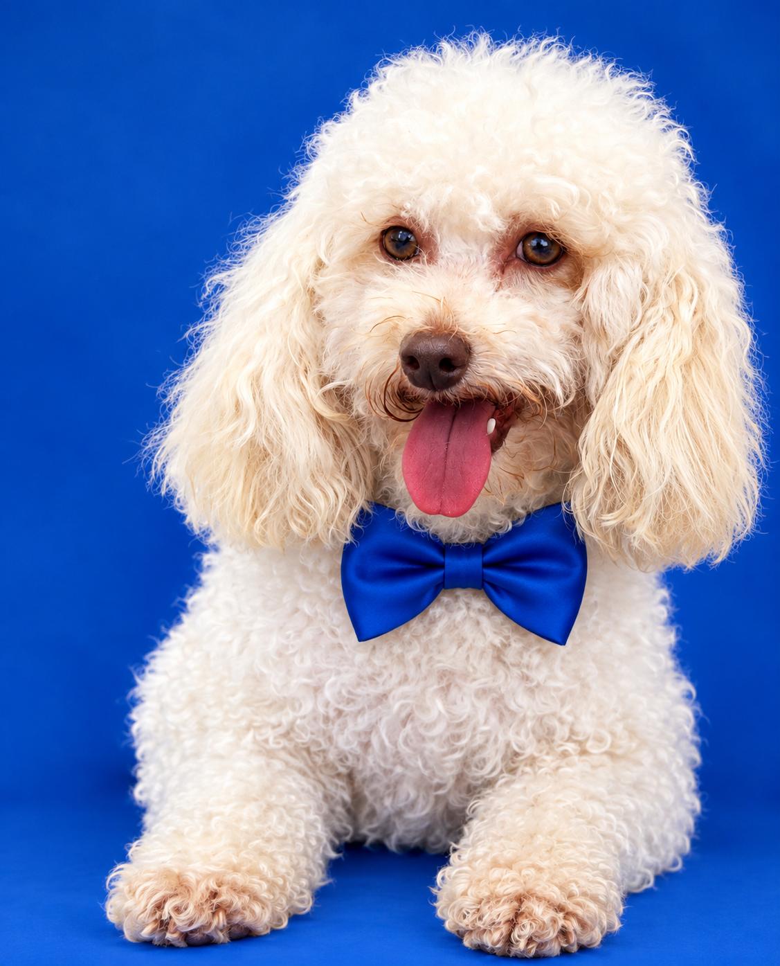 Enlarge Bear, a Adoptable Poodle (Toy) in North Augusta, SC image 2/3