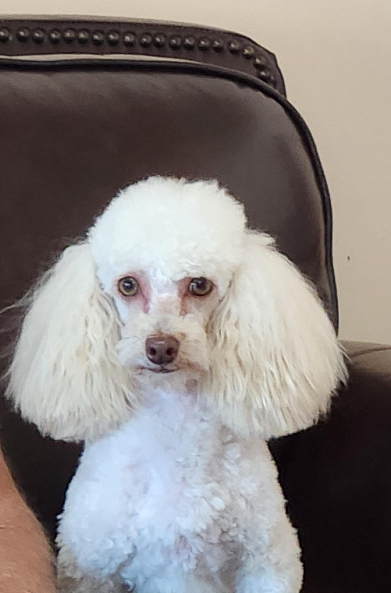 Bear, Adoptable, Adult Male Poodle (Toy).