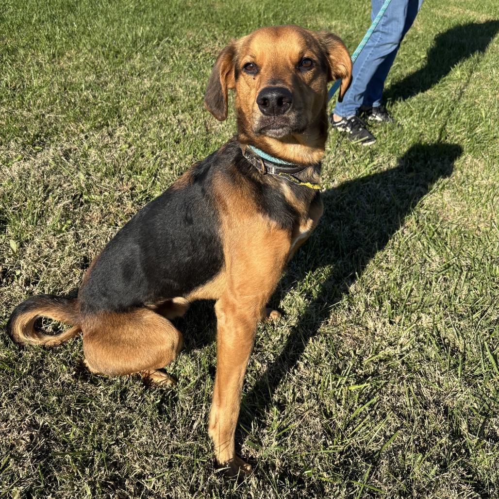 Enlarge Remi, a ADOPTABLE mixed breed in Columbia, MO image 3/3