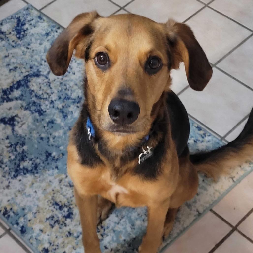 Remi, ADOPTABLE, Adult Male Shepherd.