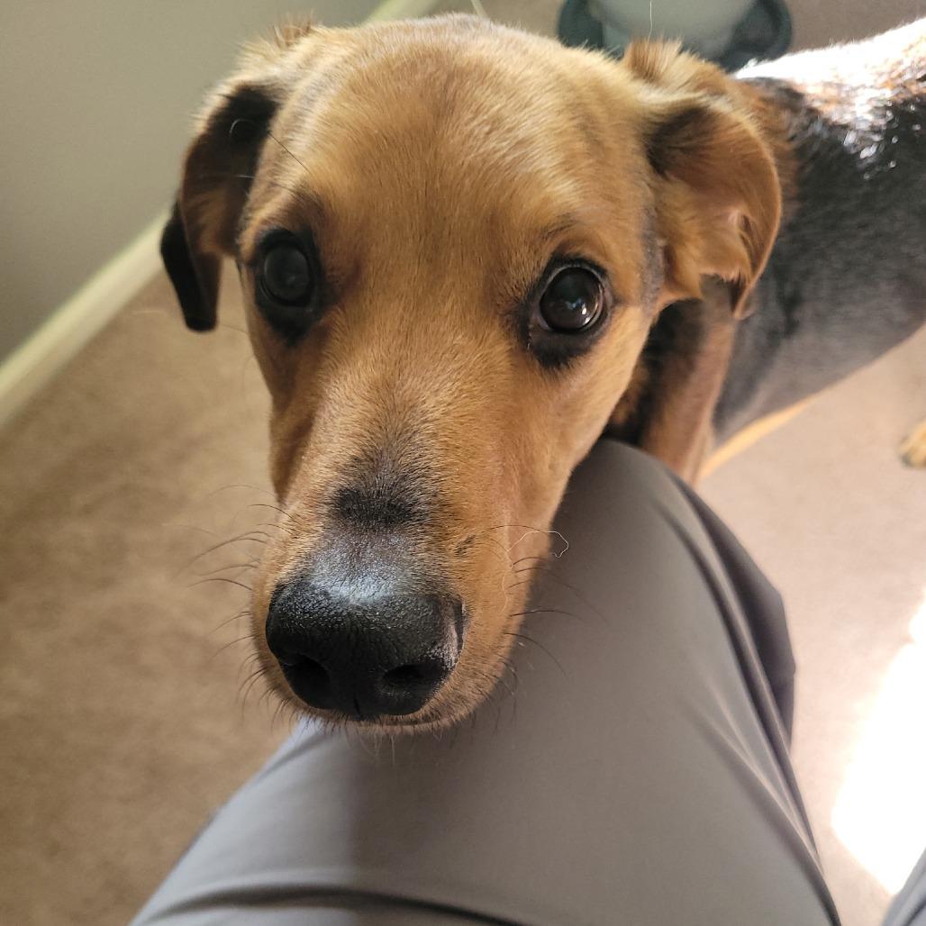 Enlarge Remi, a ADOPTABLE mixed breed in Columbia, MO image 2/3