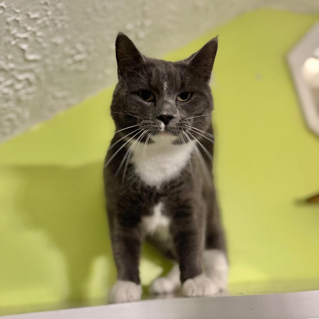 Coke Zero, Adoptable, Adult Male Domestic Short Hair.