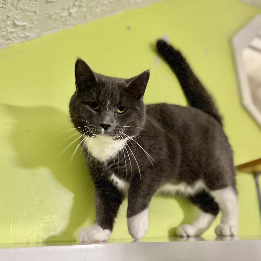 Enlarge Coke Zero, a Adoptable Domestic Short Hair in Brownsboro, AL image 2/2