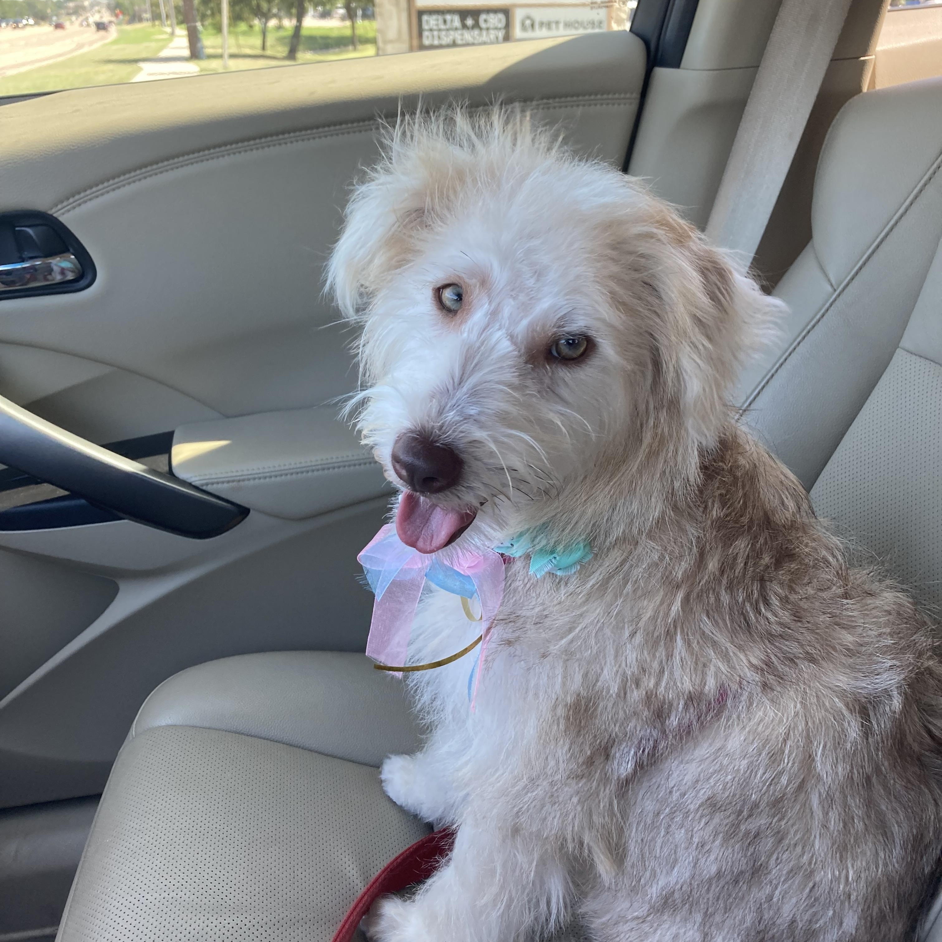 Peppa, Adoptable, Young Female Terrier.