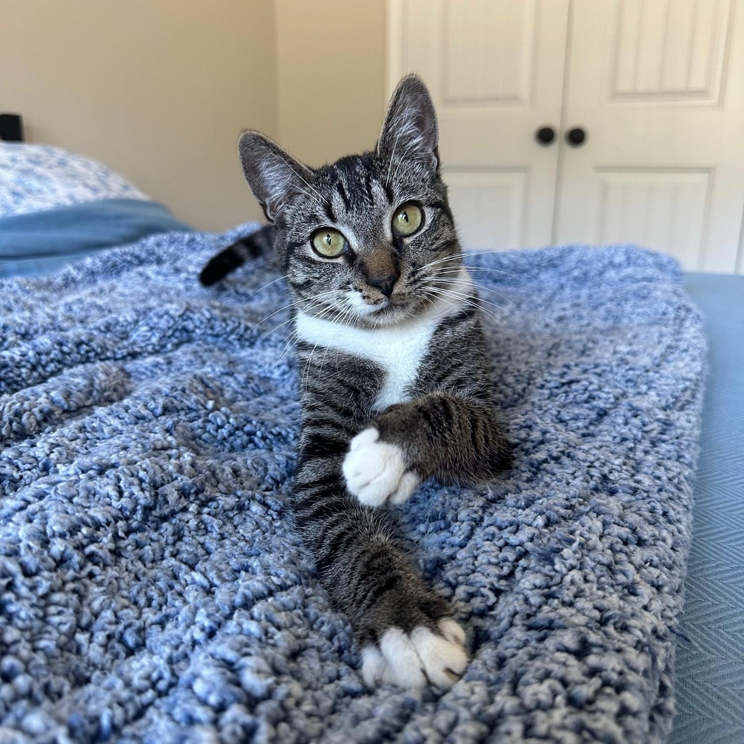 Alvin, Adoptable, Kitten Male Domestic Short Hair.