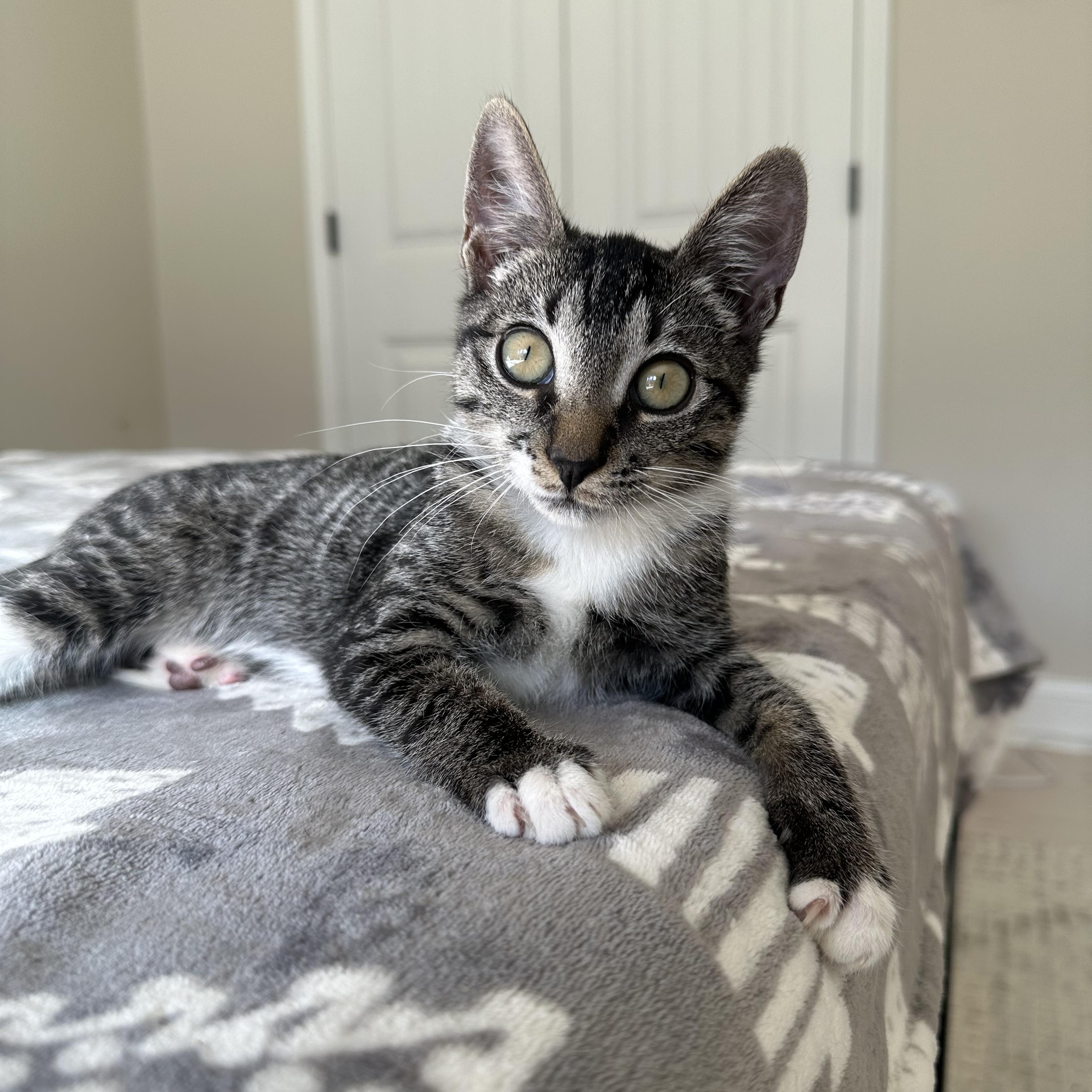 Enlarge Alvin, a Adoptable Domestic Short Hair in Savannah, GA image 2/6