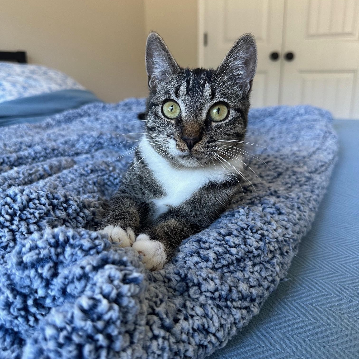 Enlarge Alvin, a Adoptable Domestic Short Hair in Savannah, GA image 2/5