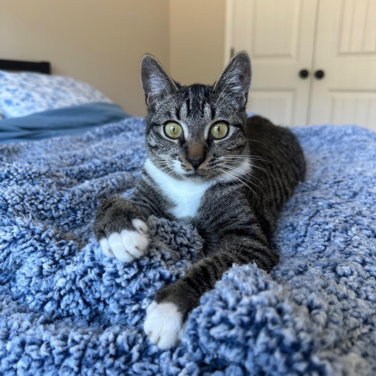 Enlarge Alvin, a Adoptable Domestic Short Hair in Savannah, GA image 4/5