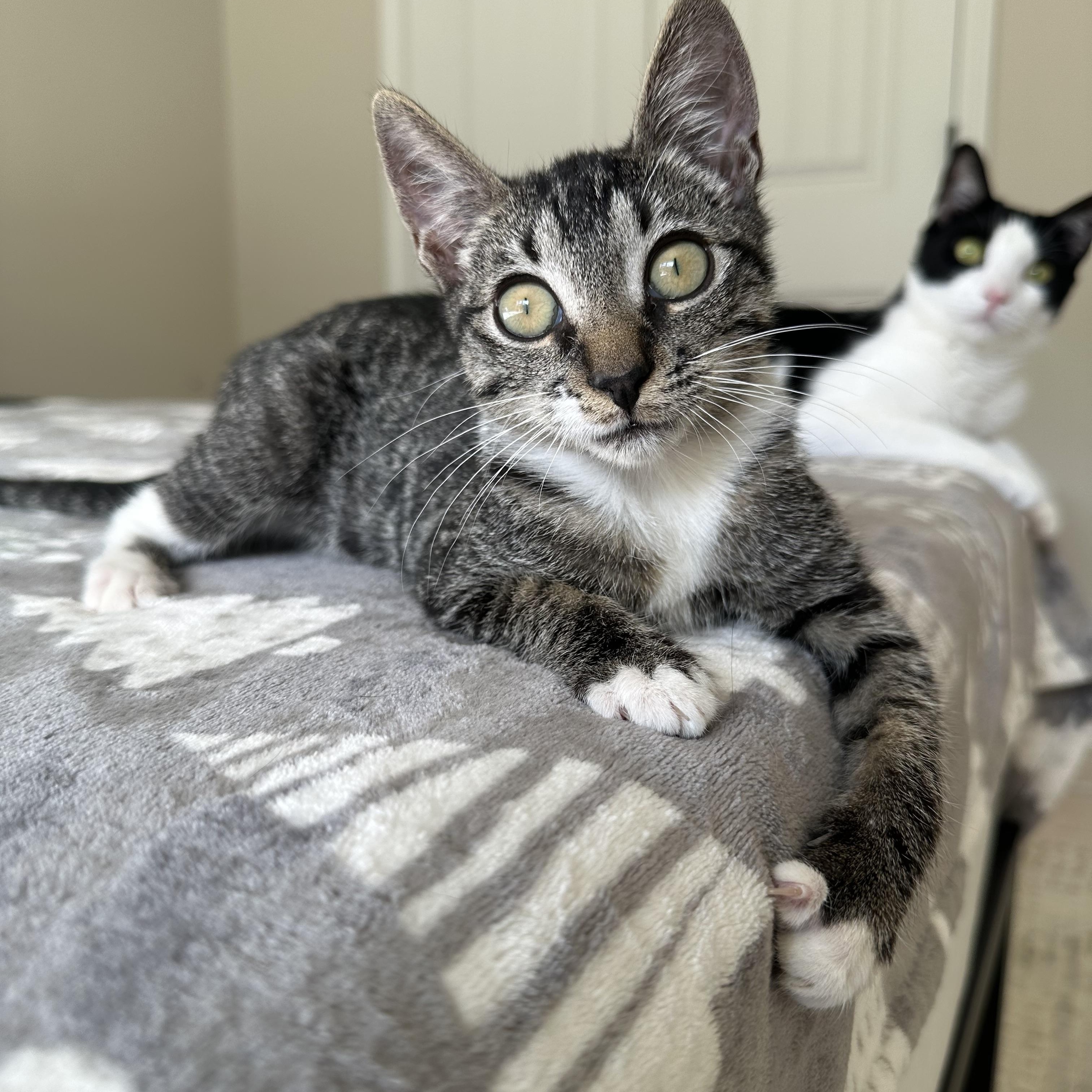 Enlarge Alvin, a Adoptable Domestic Short Hair in Savannah, GA image 3/6