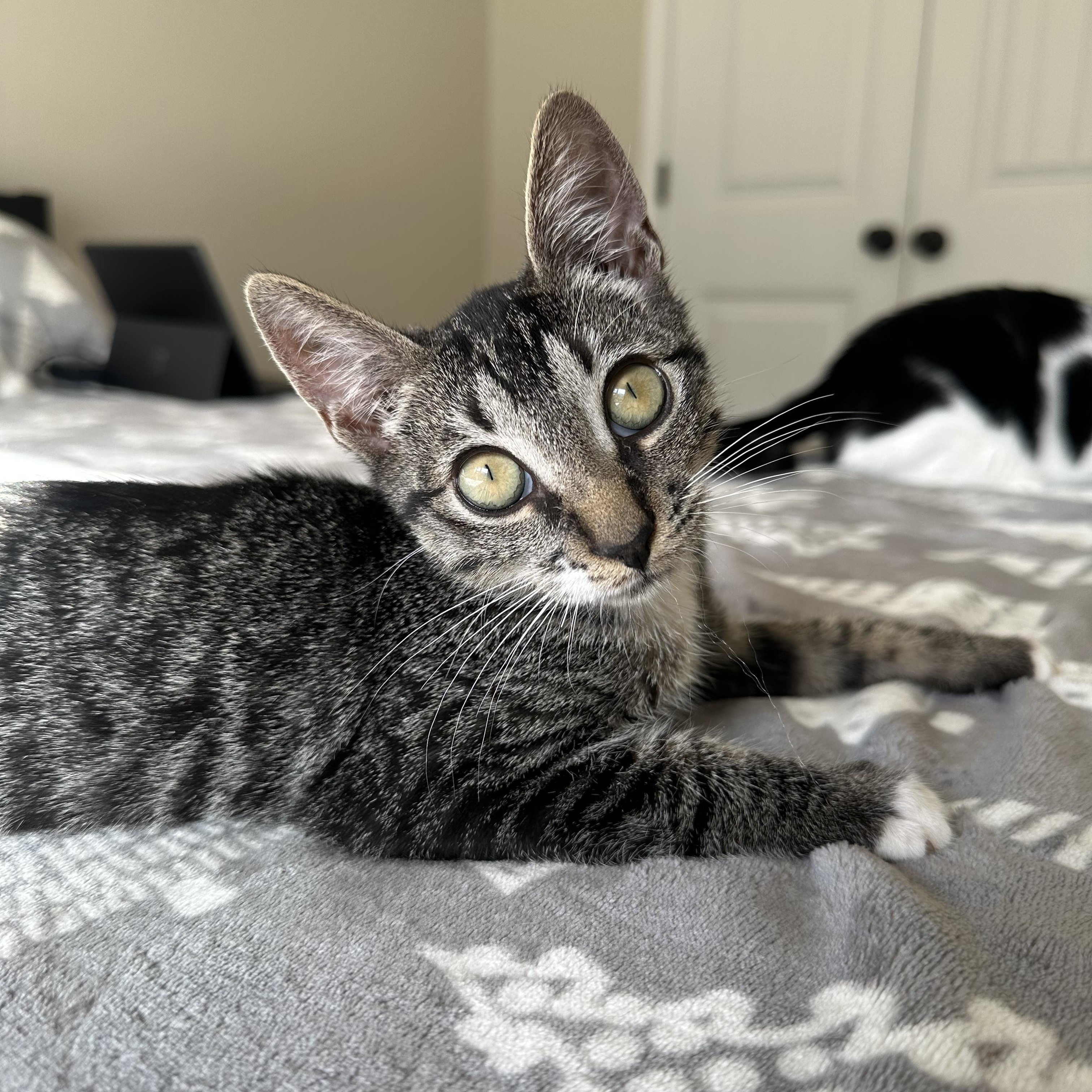 Enlarge Alvin, a Adoptable Domestic Short Hair in Savannah, GA image 4/6