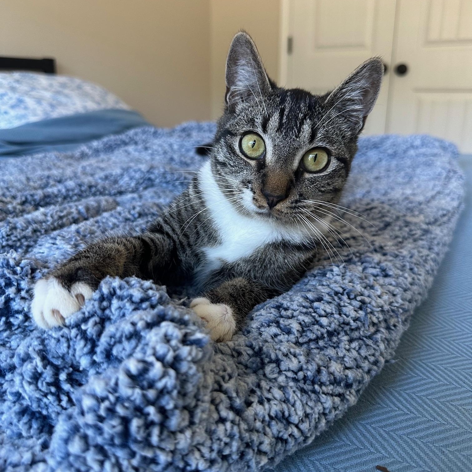 Enlarge Alvin, a Adoptable Domestic Short Hair in Savannah, GA image 3/5