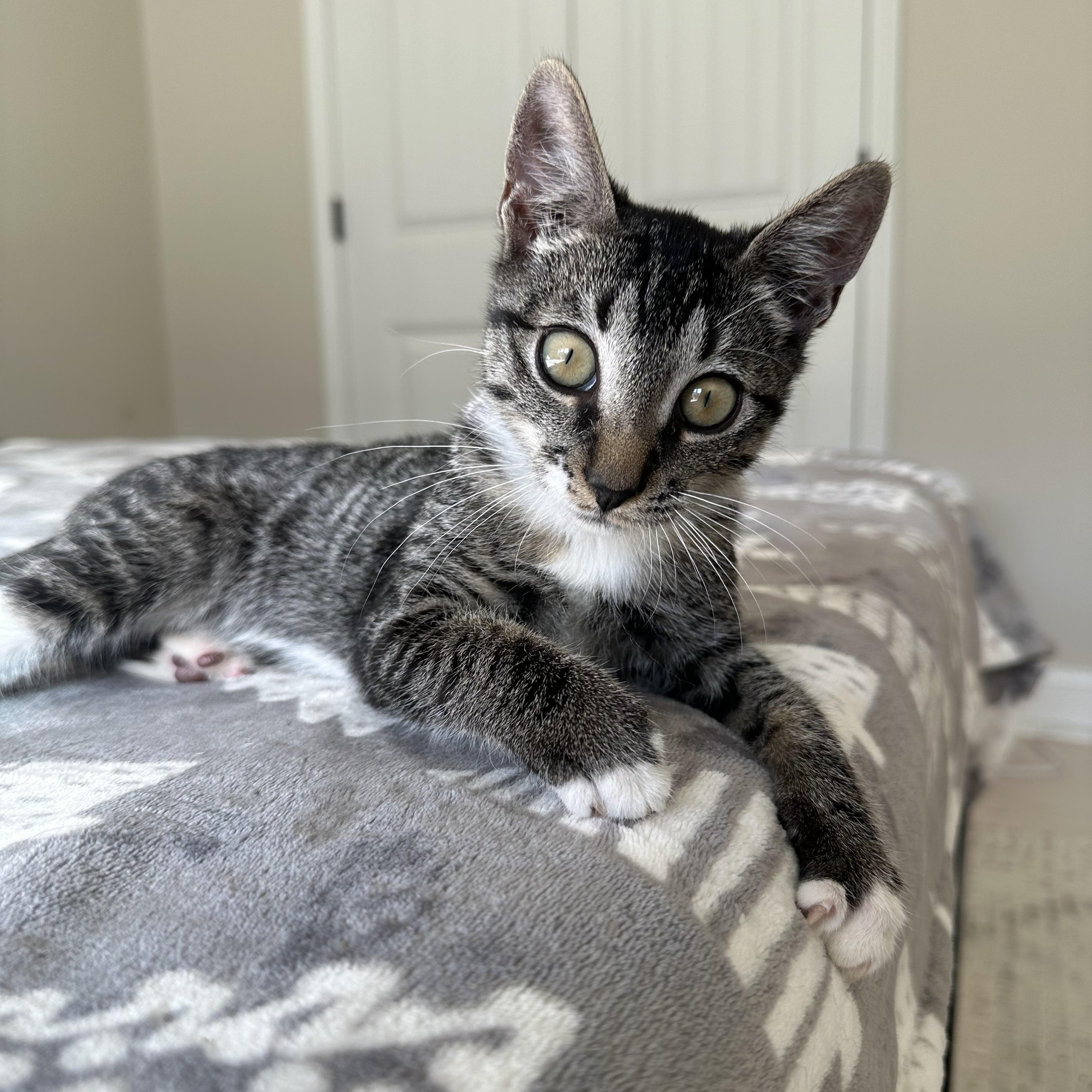 Enlarge Alvin, a Adoptable Domestic Short Hair in Savannah, GA image 5/6