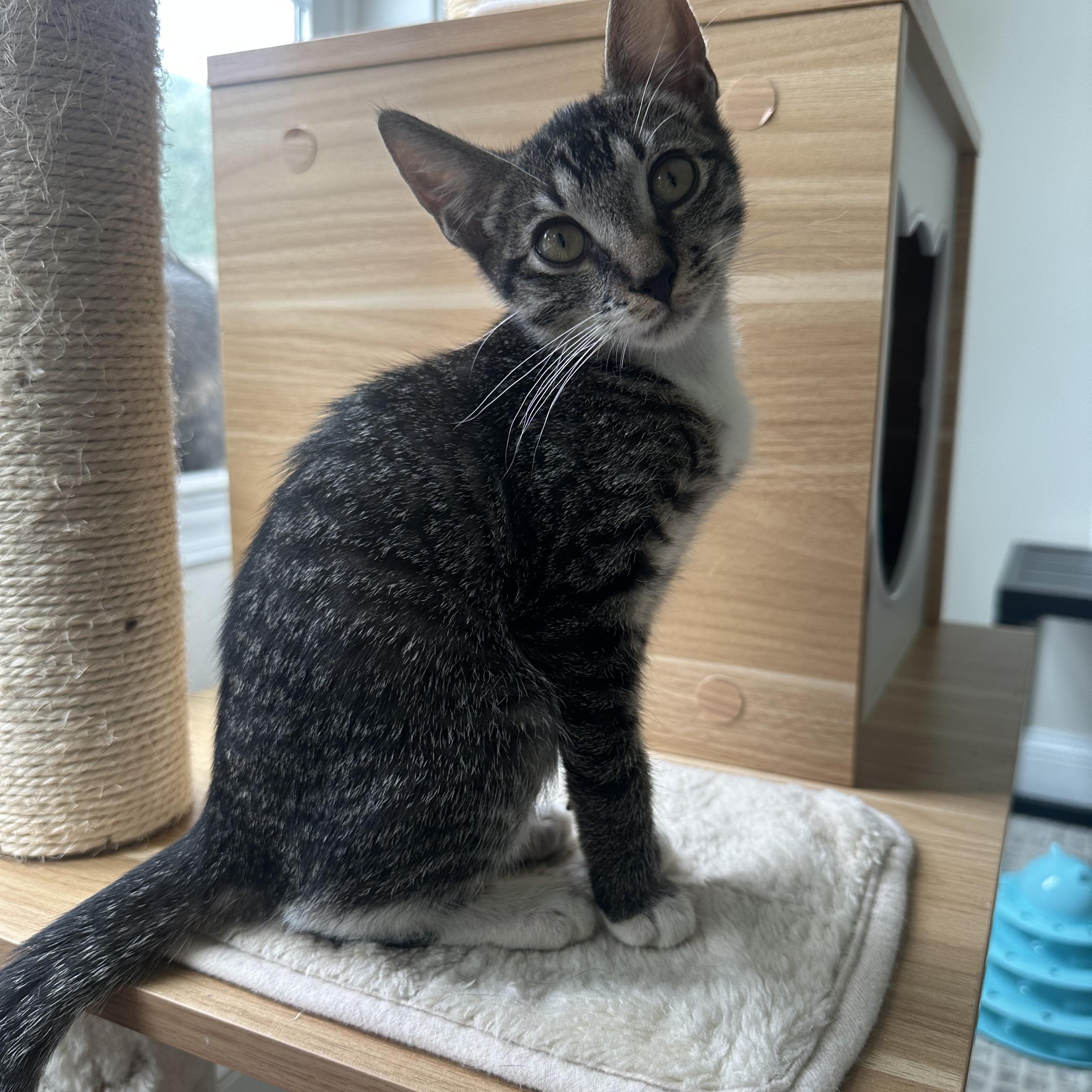 Enlarge Alvin, a Adoptable Domestic Short Hair in Savannah, GA image 6/6