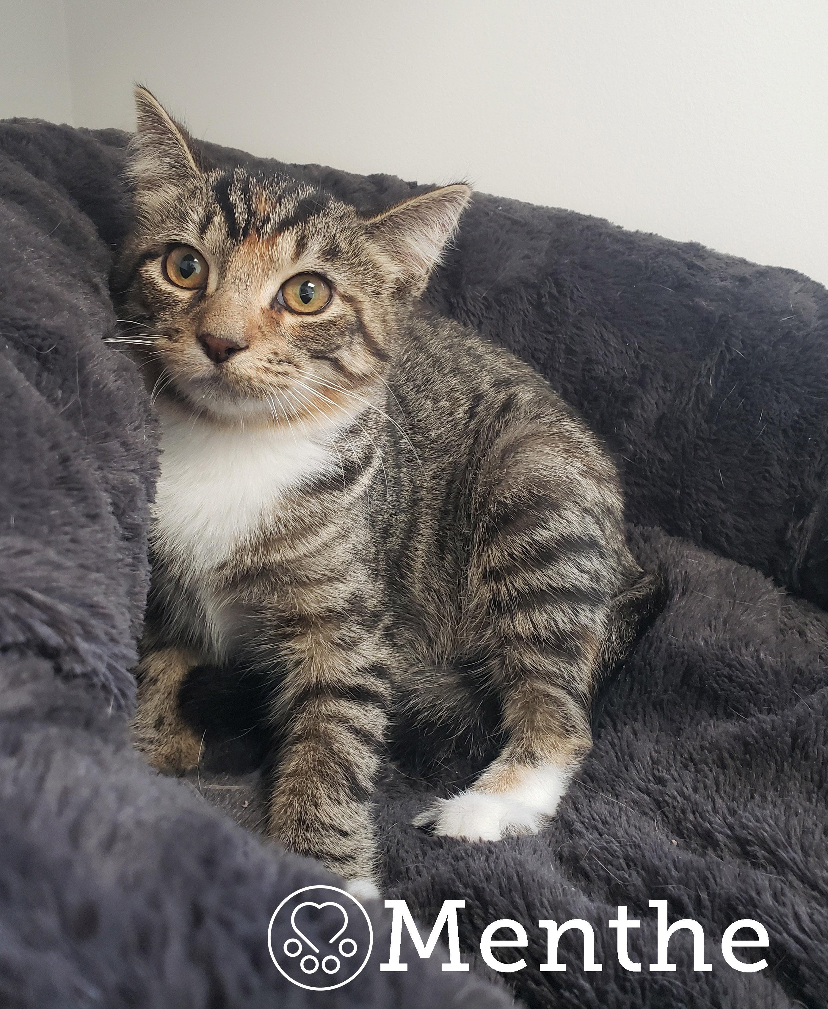Menthe, Adoptable, Kitten Female Domestic Short Hair.