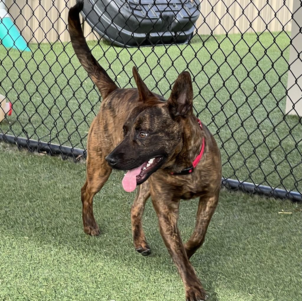 Radar, Adoptable, Adult Male Dutch Shepherd & Terrier.