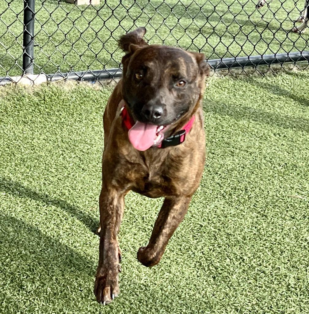 Enlarge Radar, a Adoptable mixed breed in Columbia, IL image 2/2