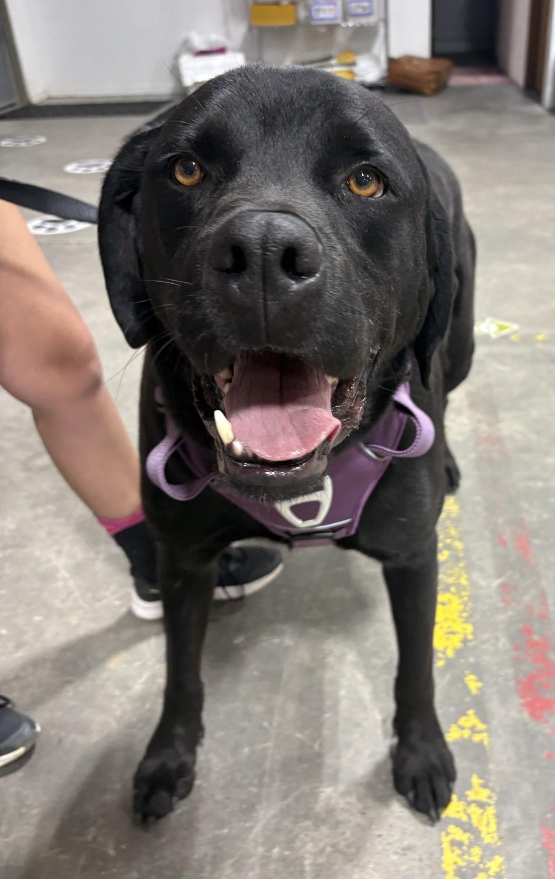 Abbott, Adopted, Adult Male Black Labrador Retriever & Rottweiler.