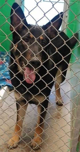 Scooby, Adoptable, Adult Male German Shepherd Dog.